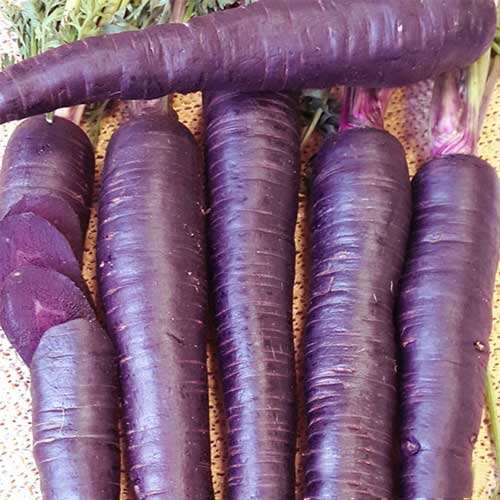 Natural Colorant Black Carrot Pigment Black Carrot Extract Concentrate Juice/Powder for the Coloring of Fermented Food Natural Colorant Black Carrot Pigment Black Carrot Extract Concentrate Juice/Powder for the Coloring of Fermented Food
