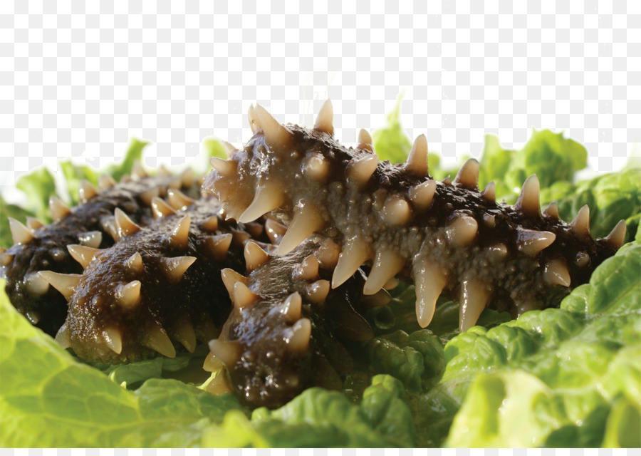 High Quality Sea Cucumber Peptides Powder 90% Sea Cucumber Extract Healthcare Supplement Sea Cucumber Peptides Powder for Sale High Quality Sea Cucumber Peptides Powder 90% Sea Cucumber Extract Healthcare Supplement Sea Cucumber Peptides Powder for Sale
